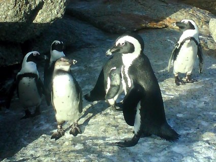 söta pingviner