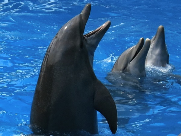 delfinerna
