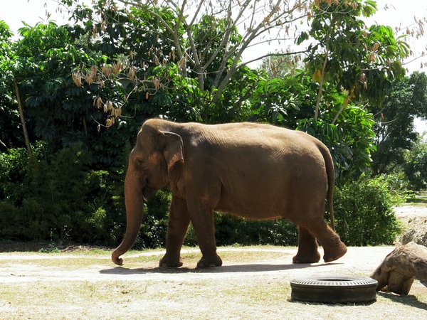 Elefant på promenad