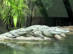 krokodiler