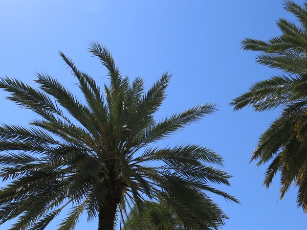 palmer i Miami
