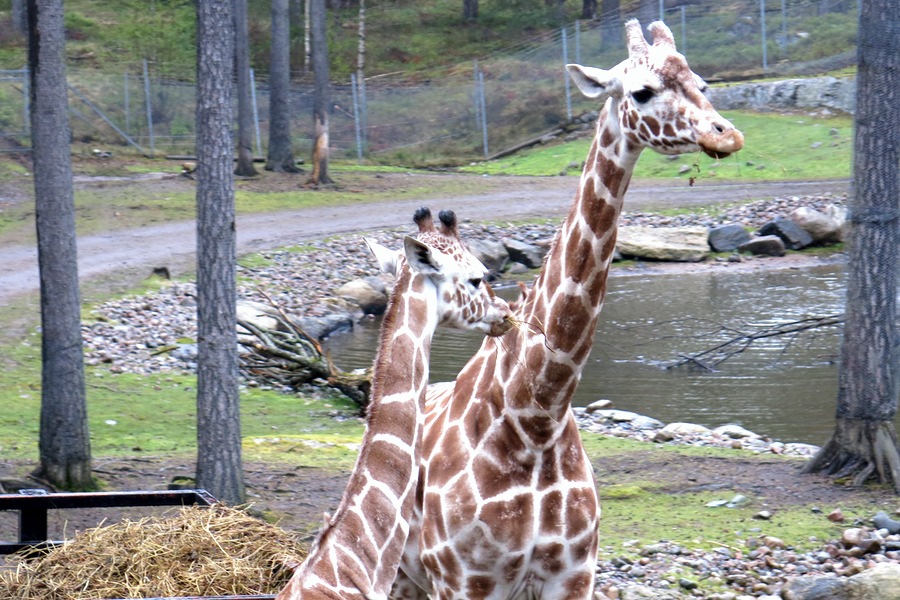 girafferna på Kolmården