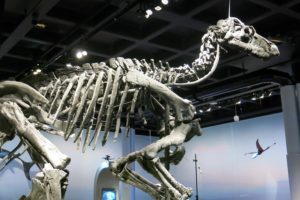dinosaurie skelett