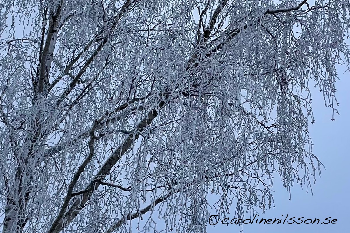 Träd med snö på grenarna.