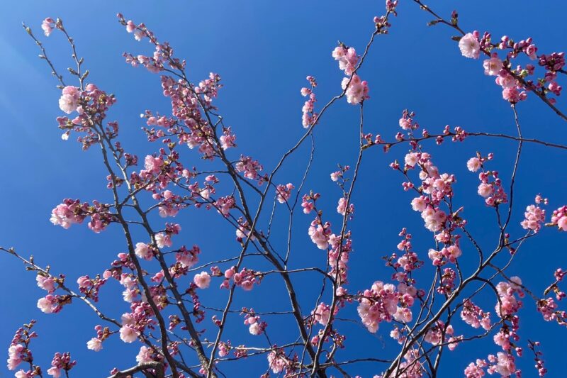 Rosa körsbärsblommor med himlan som bakgrund.