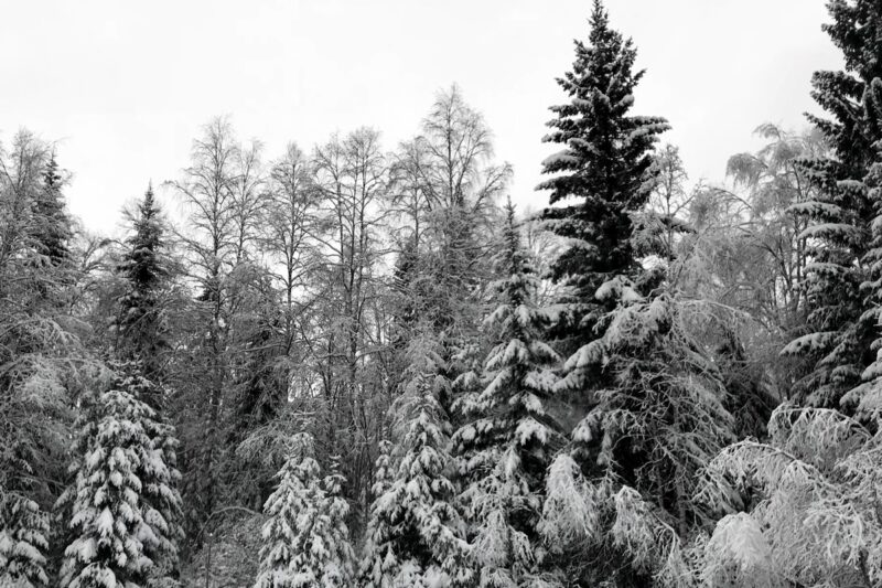 Skog med snö på träden.